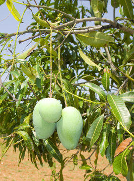 Mangoes ripening