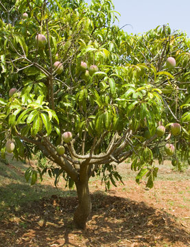 Mangoes ripening