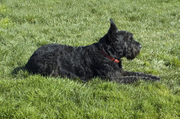 Giant Schnauser in profile