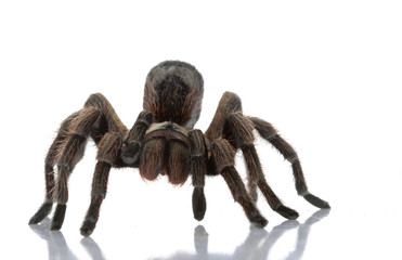 Chilean Beautiful Tarantula