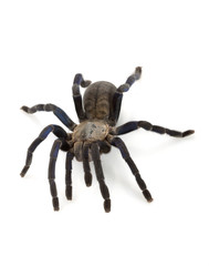 Cobalt Blue Tarantula