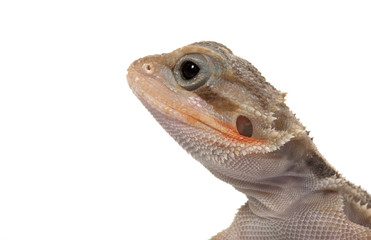 Translucent Bearded Dragon