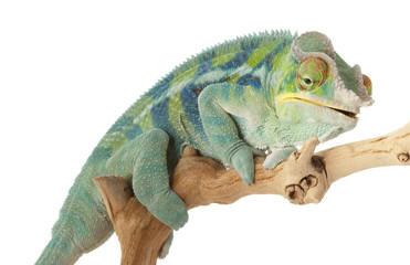 Ambanja Panther Chameleon