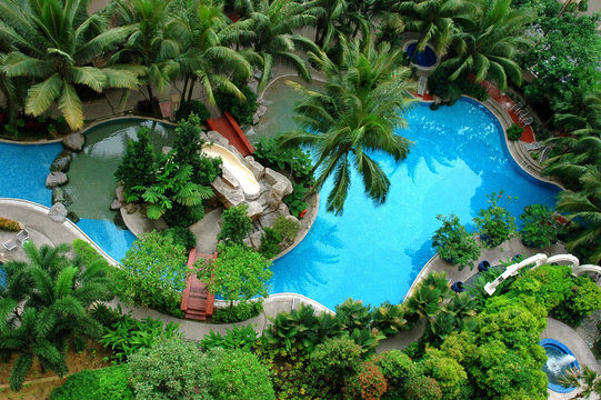 Palm and Swimming pool top view