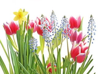 frühling blumen © unverdorbenjr