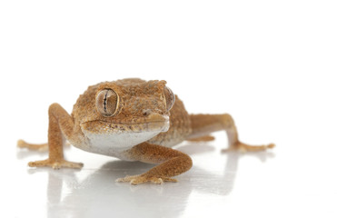 Helmeted Gecko