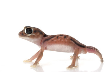 Pernatty Knob Tailed Gecko