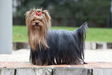 yorkshire terrier toiletté en présentation