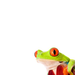 Obraz premium frog closeup one white with an empty board