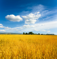 Fototapeta premium wheaten field and cloudy sky