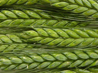 Grüne Dinkelähren/green spelt ears