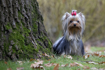 yorkshire terrier minuscule auprès d'un arbre immense