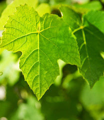 Wild grape leaf