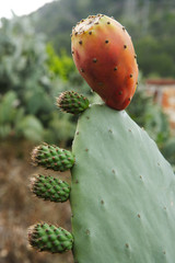 cactus, pitaya