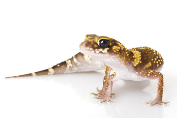 Barking Gecko