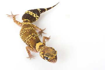 Naklejka premium Barking Gecko