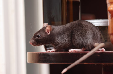 rat in kitchen
