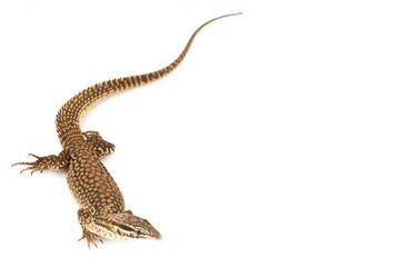 Fototapeta na wymiar Ackie Monitor Lizard