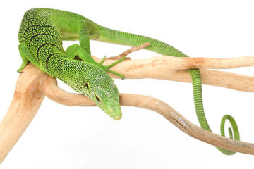 Green Tree Monitor Lizard