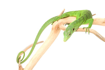 Fototapeta premium Green Tree Monitor Lizard