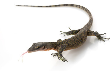 Peach Throat Monitor Lizard