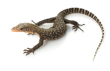 Yellow Monitor Lizard