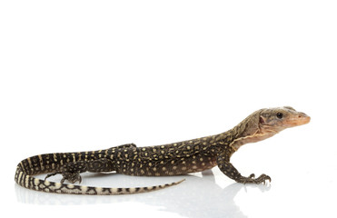 Yellow Monitor Lizard