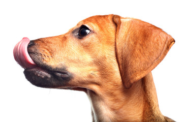Dachshund puppy lick itself