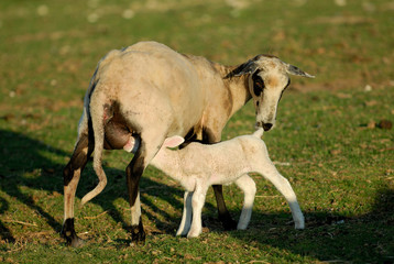 Fototapeta na wymiar sheep baby