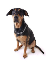 Obraz premium Hunde Portrait