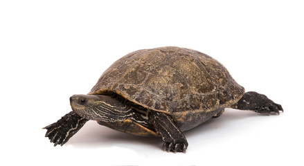 Obraz premium Walking caspian turtle