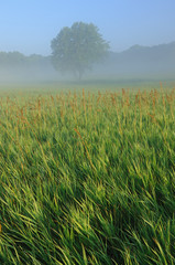 Foggy Summer Meadow at Sunrise