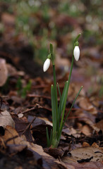 Schneeglöckchen. Arkadia