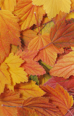 Naklejka na ściany i meble Autumn leaf background
