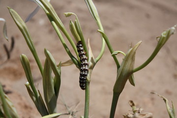 millepiedi