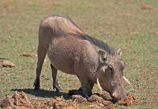 Fototapeta Warzenschwein, Südafrika