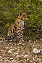 Close-up of Leopard