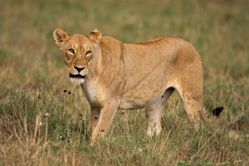 Lioness