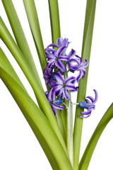 hyacinth