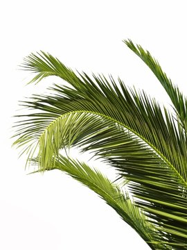 Palm leaves