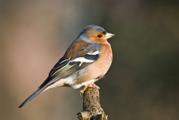 Obraz premium Chaffinch (male)
