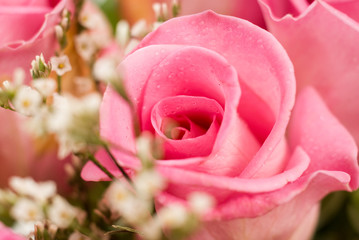 Closeup Rose