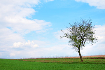 Fototapeta na wymiar Tree on Green Field