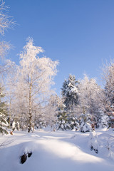 fresh snow in the mountains