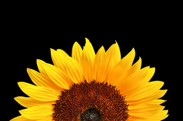 Sonnenblume schwarzer Hintergrund