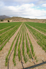 Garlic plants - Meadow