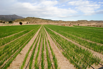 Fototapeta na wymiar Garlic plants - Meadow
