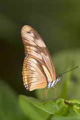 Dryas julia butterfly