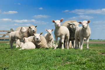 Obraz premium cute lambs