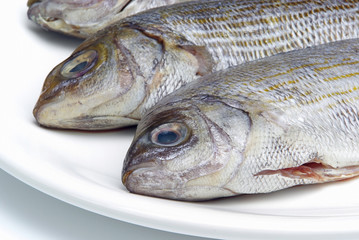 Dorade - Gilt head bream 13